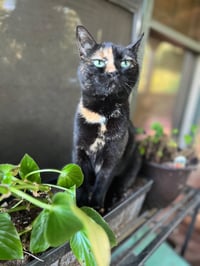 Gidget - Photo 3