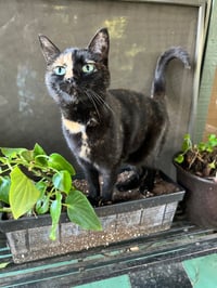 Gidget - Photo 4