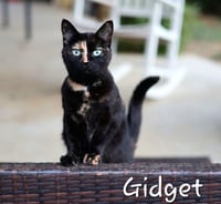 Gidget - Photo 1