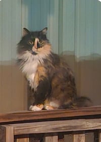 DUCHESS OF HAZZARD - Photo 1
