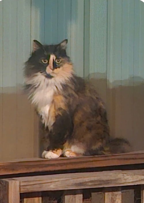 DUCHESS OF HAZZARD - Domestic Long Hair available for adoption