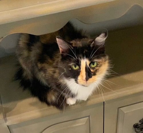 DUCHESS OF HAZZARD - Domestic Long Hair available for adoption