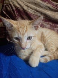 Tonka - Photo 1
