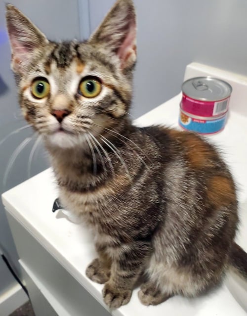 JAZZY - Domestic Short Hair available for adoption