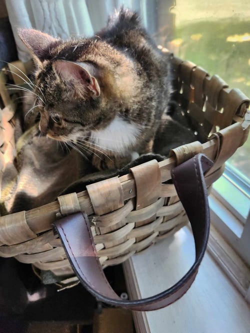 MILLIE - Domestic Short Hair available for adoption