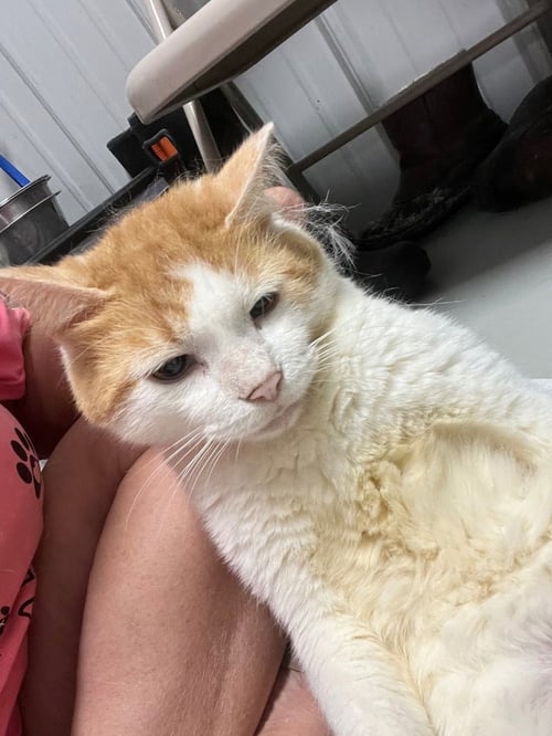 BORRIS - Domestic Short Hair for adoption in Bowling Green