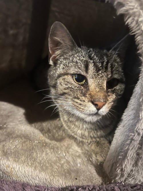 TRICKSY - Domestic Short Hair available for adoption