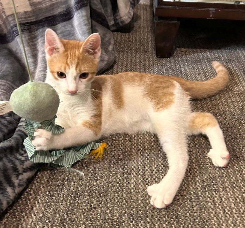 Ollie Image