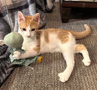 Ollie - Photo 1