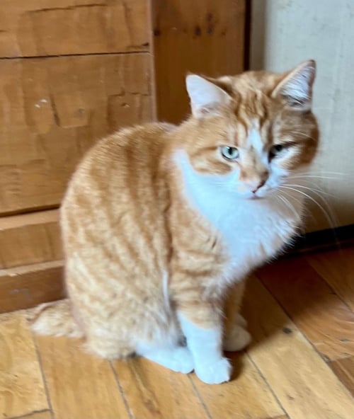 MIKE WOZOWSKI - British Shorthair / Domestic Short Hair available for adoption