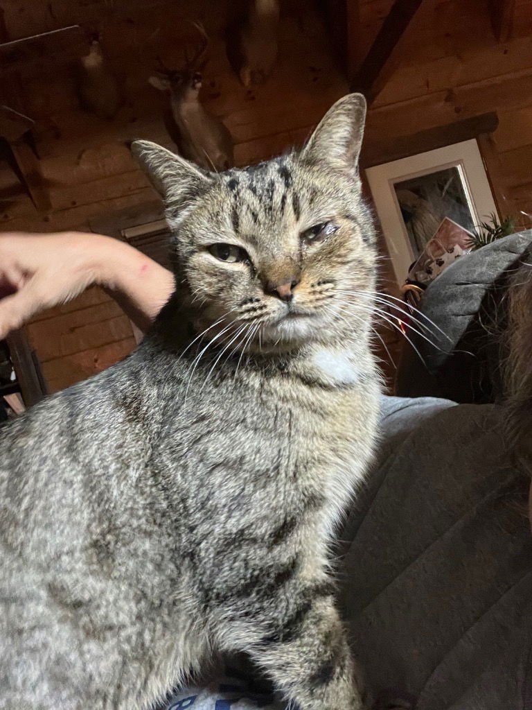 LITTLE JOE - Domestic Short Hair / British Shorthair available for adoption