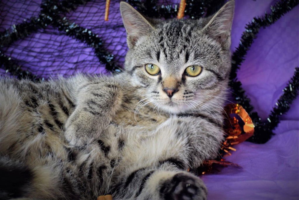 LITTLE JOE - Domestic Short Hair / British Shorthair available for adoption