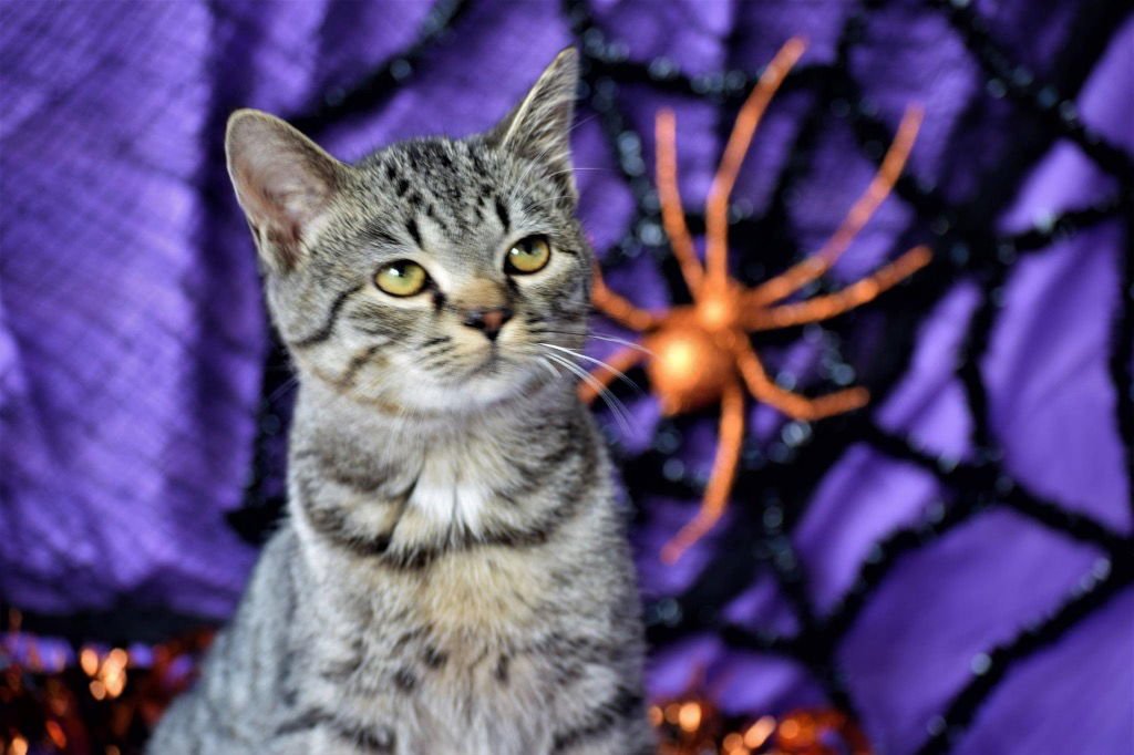 Little Joe - Photo 3