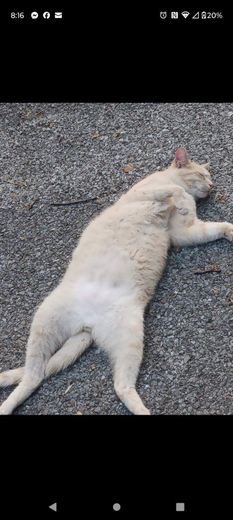 NO MITTS WILLETT - Domestic Short Hair available for adoption