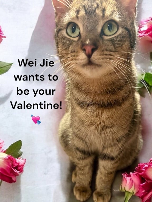 Wei Jie Image
