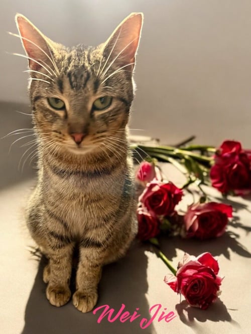 WEI JIE - Domestic Short Hair available for adoption