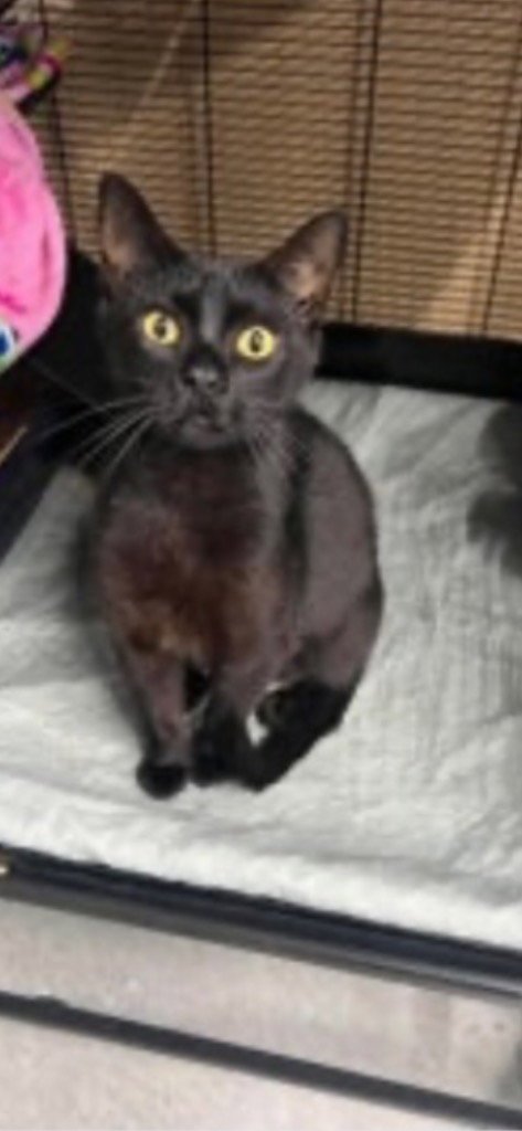 BINX - Domestic Short Hair available for adoption