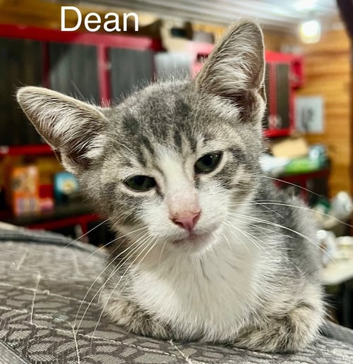 DEAN - Domestic Short Hair available for adoption