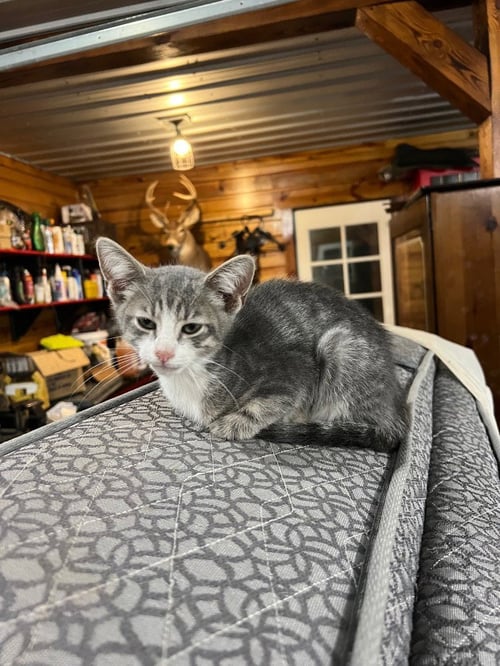 DEAN - Domestic Short Hair available for adoption