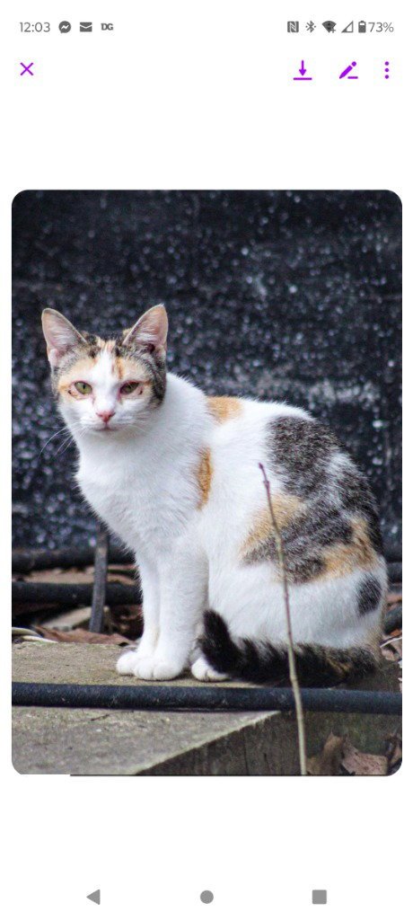 BABY RANCH - Domestic Short Hair available for adoption