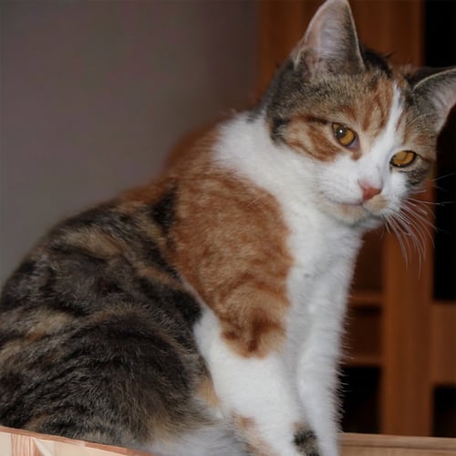 POPPY - Domestic Short Hair available for adoption