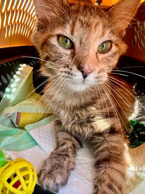 DUCK - Domestic Short Hair available for adoption