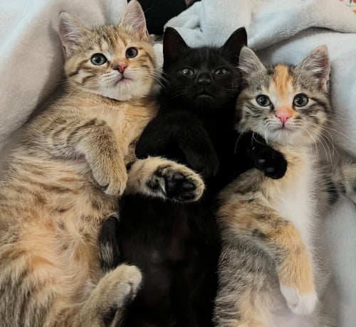 POSH - Domestic Short Hair available for adoption