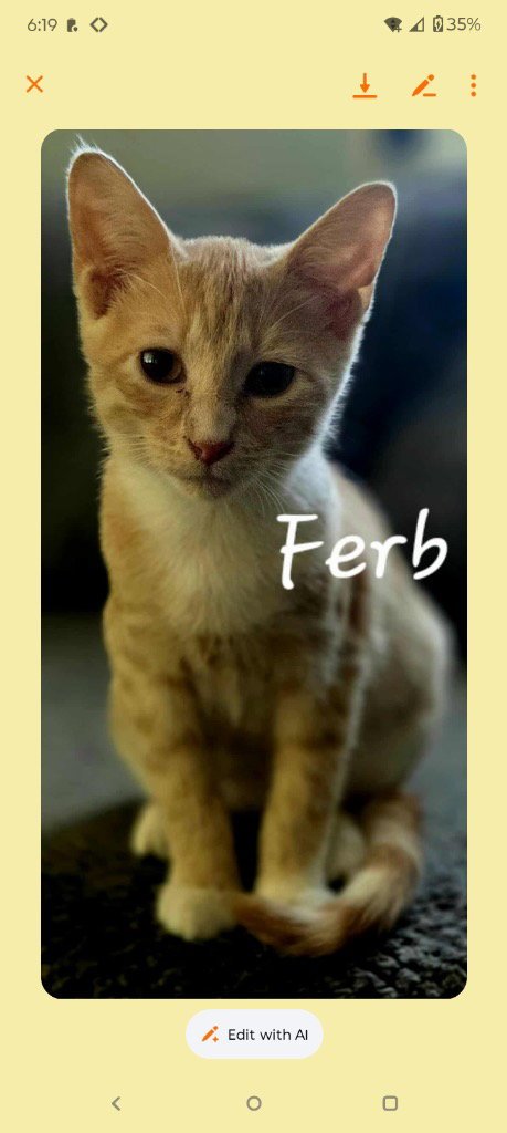 FERB - Domestic Short Hair available for adoption