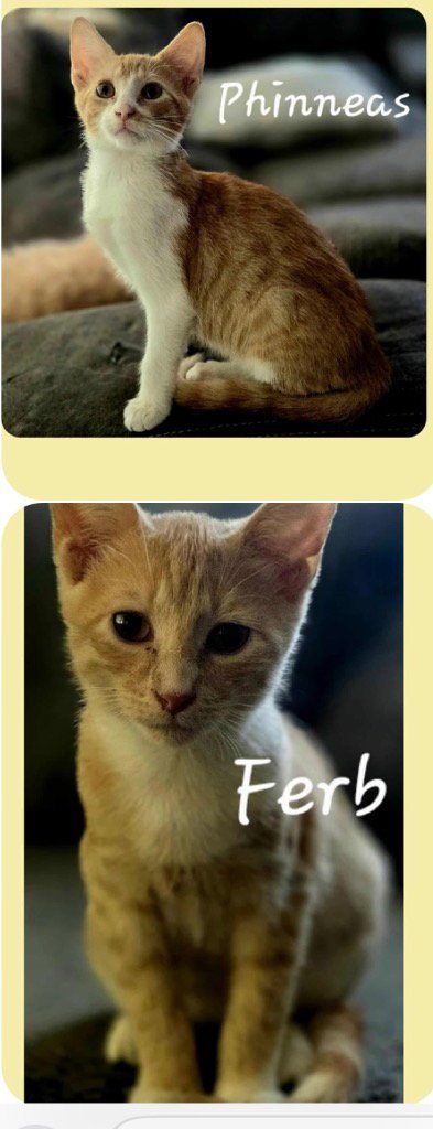 FERB - Domestic Short Hair available for adoption