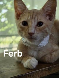 Ferb - Photo 3