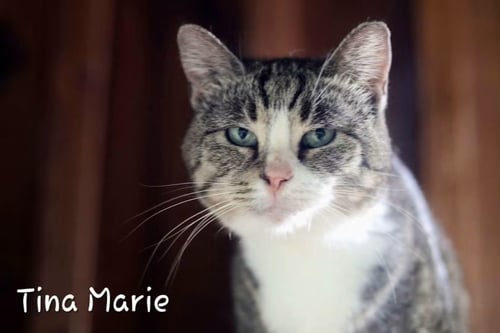 TINA MARIE - Domestic Short Hair available for adoption