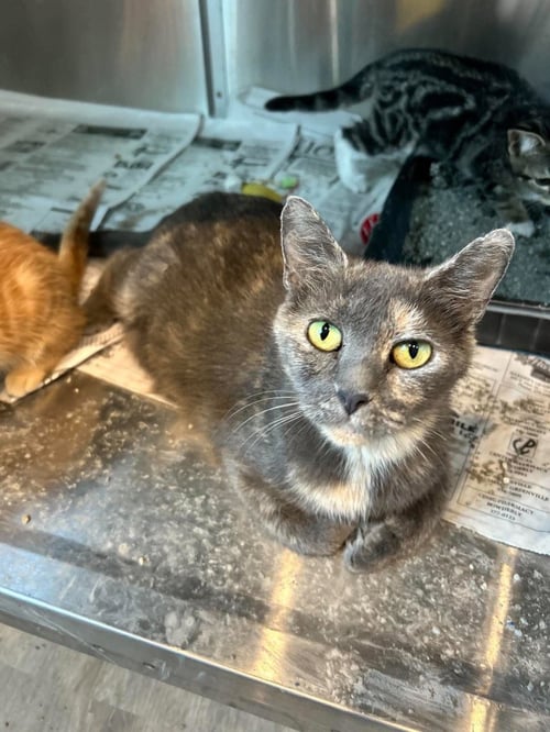 FAYTE - Domestic Short Hair available for adoption