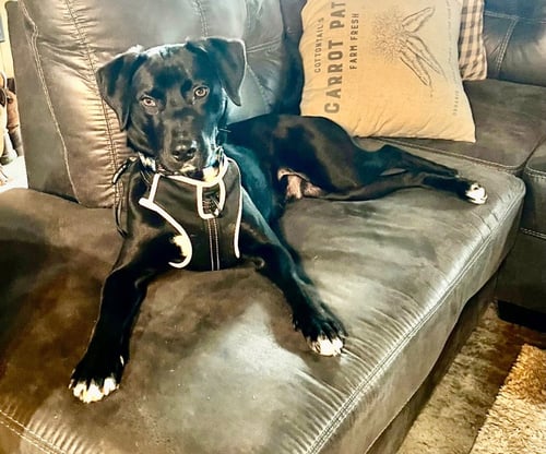 YOGI - Labrador Retriever / Terrier available for adoption