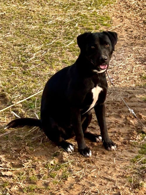 YOGI - Labrador Retriever / Terrier available for adoption