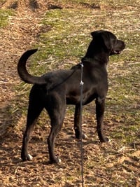 Yogi - Photo 3