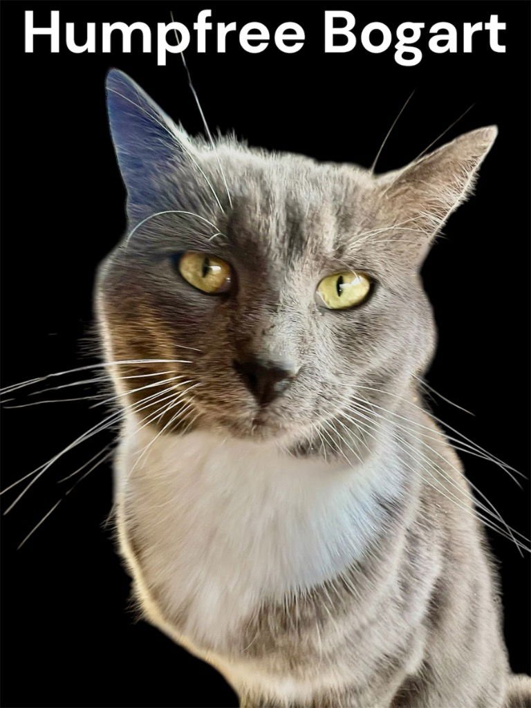 HUMPFREE BOGART - Domestic Short Hair available for adoption