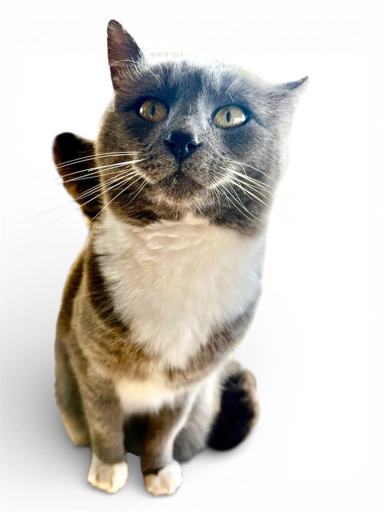 HUMPFREE BOGART - Domestic Short Hair available for adoption