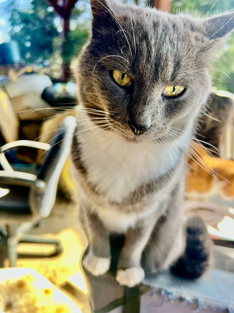 Humpfree Bogart - Photo 3