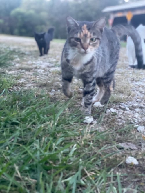 BROOKE - Domestic Short Hair available for adoption