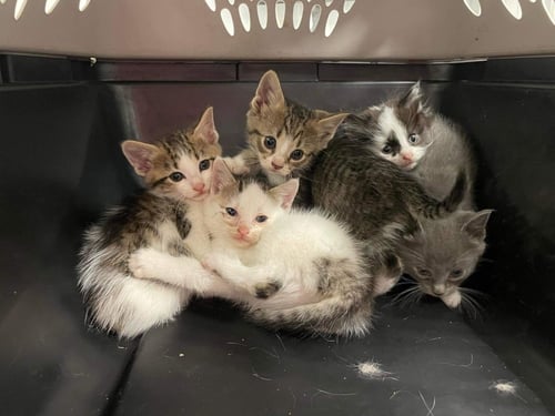 HELEN (HAZEL) - Domestic Short Hair available for adoption