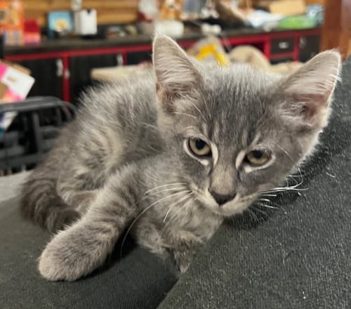 JESS - Domestic Short Hair available for adoption