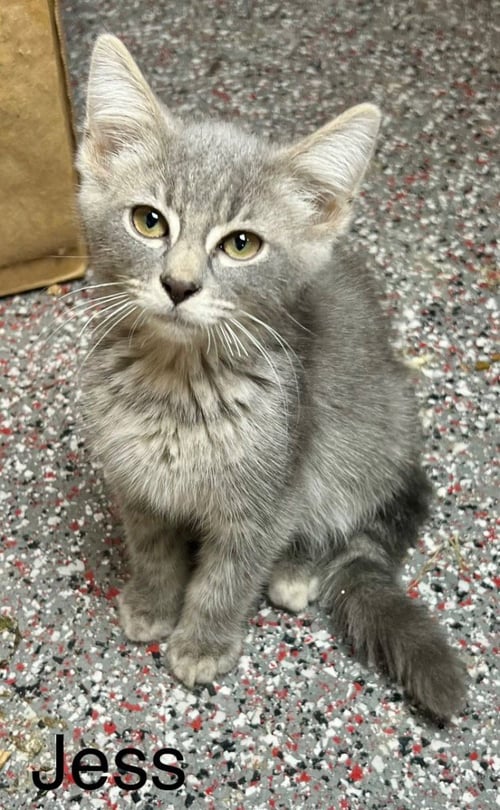 JESS - Domestic Short Hair available for adoption