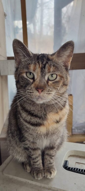 Sally Image