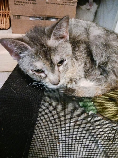 SALLY - Domestic Short Hair available for adoption