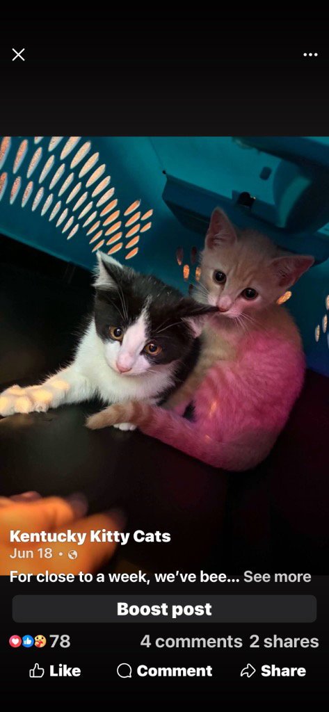 BAILEY / SENTRY - Domestic Short Hair available for adoption