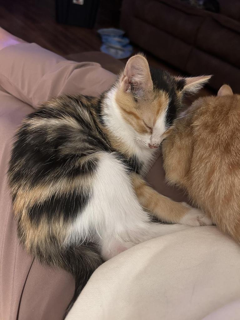 IVY - Domestic Short Hair available for adoption