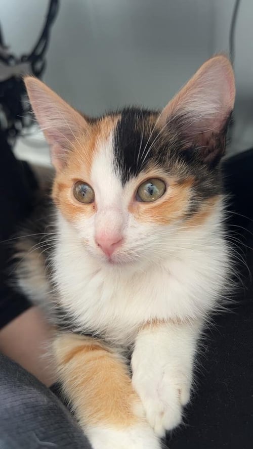 IVY - Domestic Short Hair available for adoption