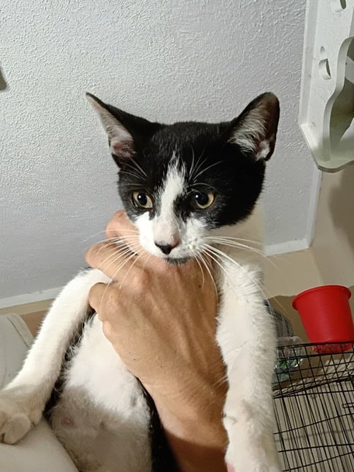 ORCA - Domestic Short Hair available for adoption