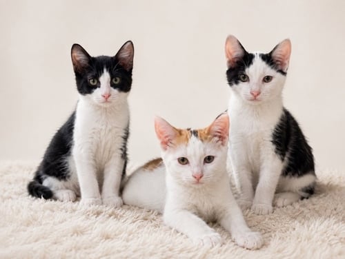 BROM - Domestic Short Hair available for adoption