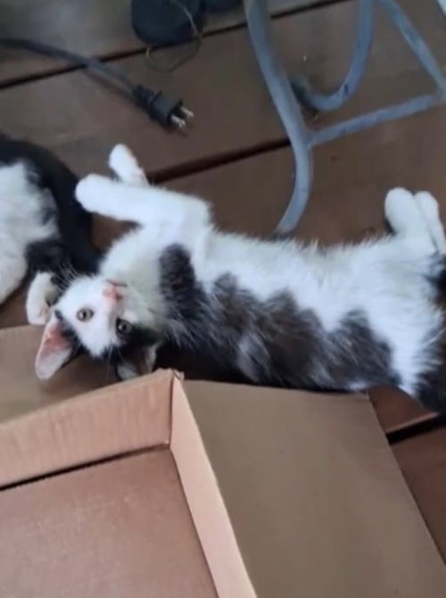BROM - Domestic Short Hair available for adoption